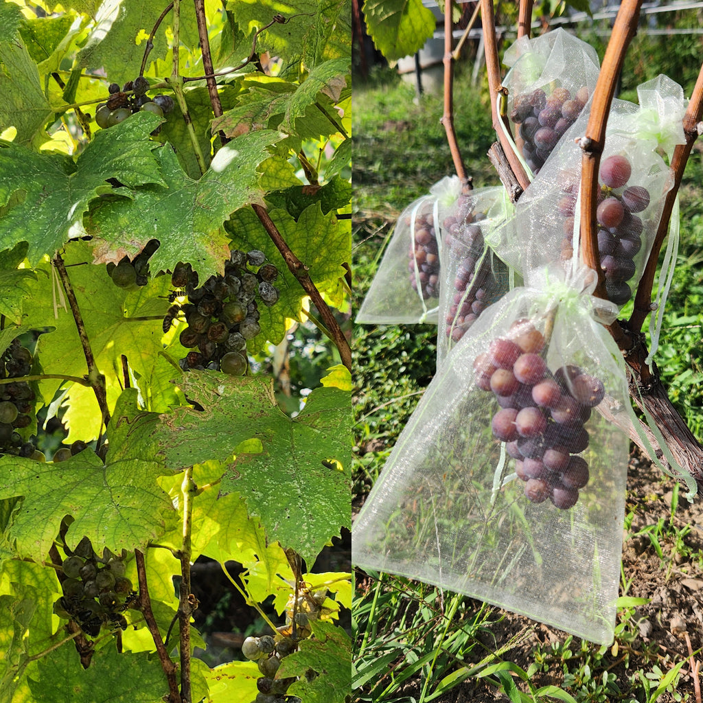 Rulandské šedé z rovnakej vinice, 29.8.2025, vinič bez sieťok a so sieťkami, vzdialené 20m od seba 